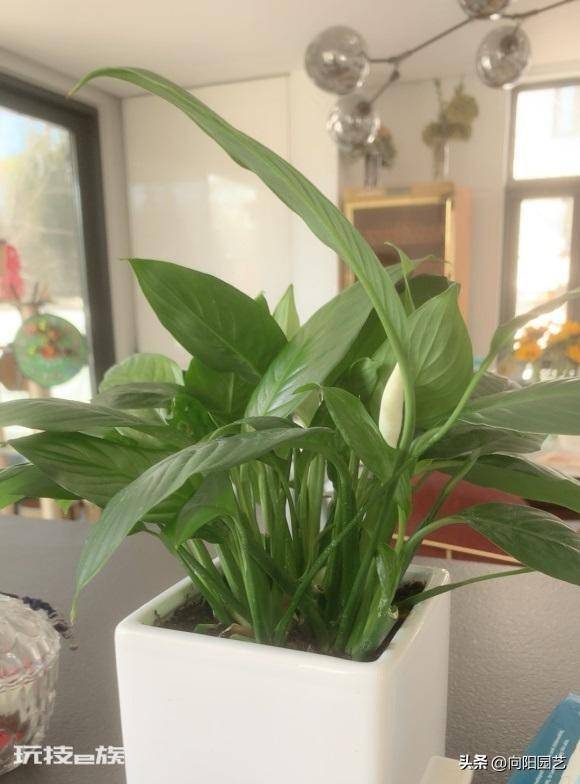 适合水培的植物类型(这6种水养植物干净卫生观赏性高)-图片2